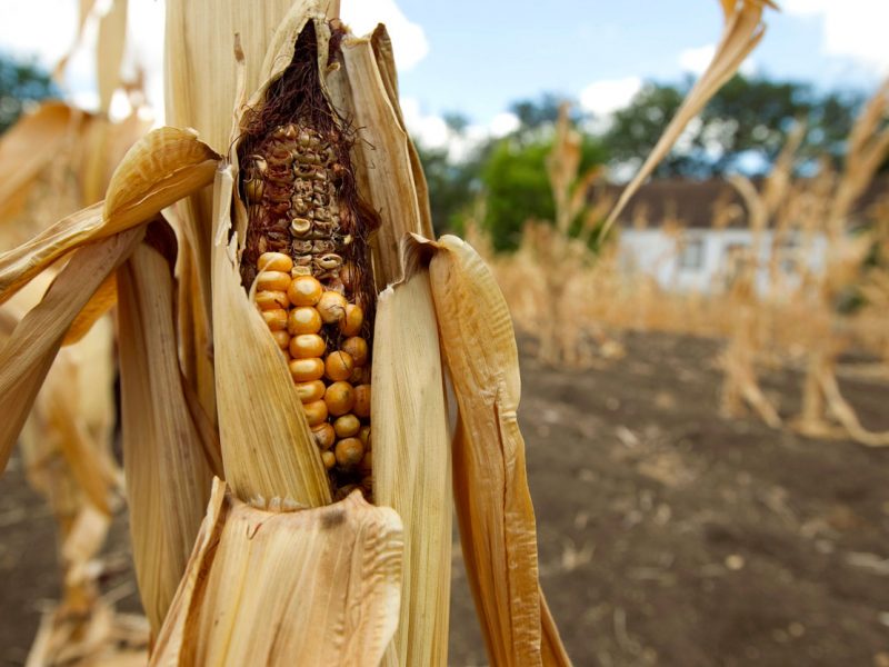 普维动物保健品有限公司, 动物饲料添加剂, 植物提取物, 植物生物素, 精油, PFA, 植物性饲料添加剂, 植物学, 植物性饲料添加剂, 新型促生长剂, 植物素, 替代抗生素促生长剂, 天然产品, 肠道健康, PlusVet Animal Health,