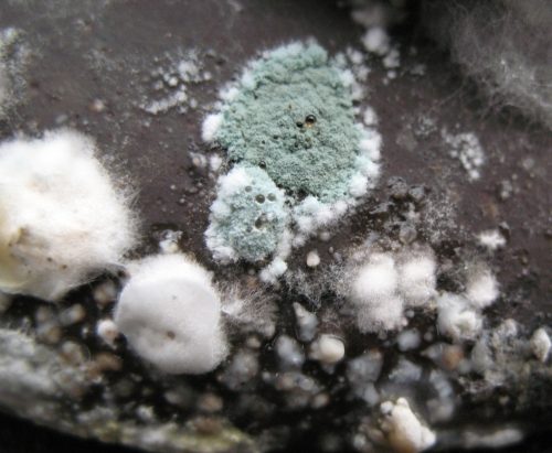 普维动物保健品有限公司, 动物饲料添加剂, 植物提取物, 植物生物素, 精油, PFA, 植物性饲料添加剂, 植物学, 植物性饲料添加剂, 新型促生长剂, 植物素, 替代抗生素促生长剂, 天然产品, 肠道健康, PlusVet Animal Health,