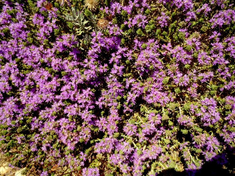 普维动物保健品有限公司, 动物饲料添加剂, 植物提取物, 植物生物素, 精油, PFA, 植物性饲料添加剂, 植物学, 植物性饲料添加剂, 新型促生长剂, 植物素, 替代抗生素促生长剂, 天然产品, 肠道健康, PlusVet Animal Health,