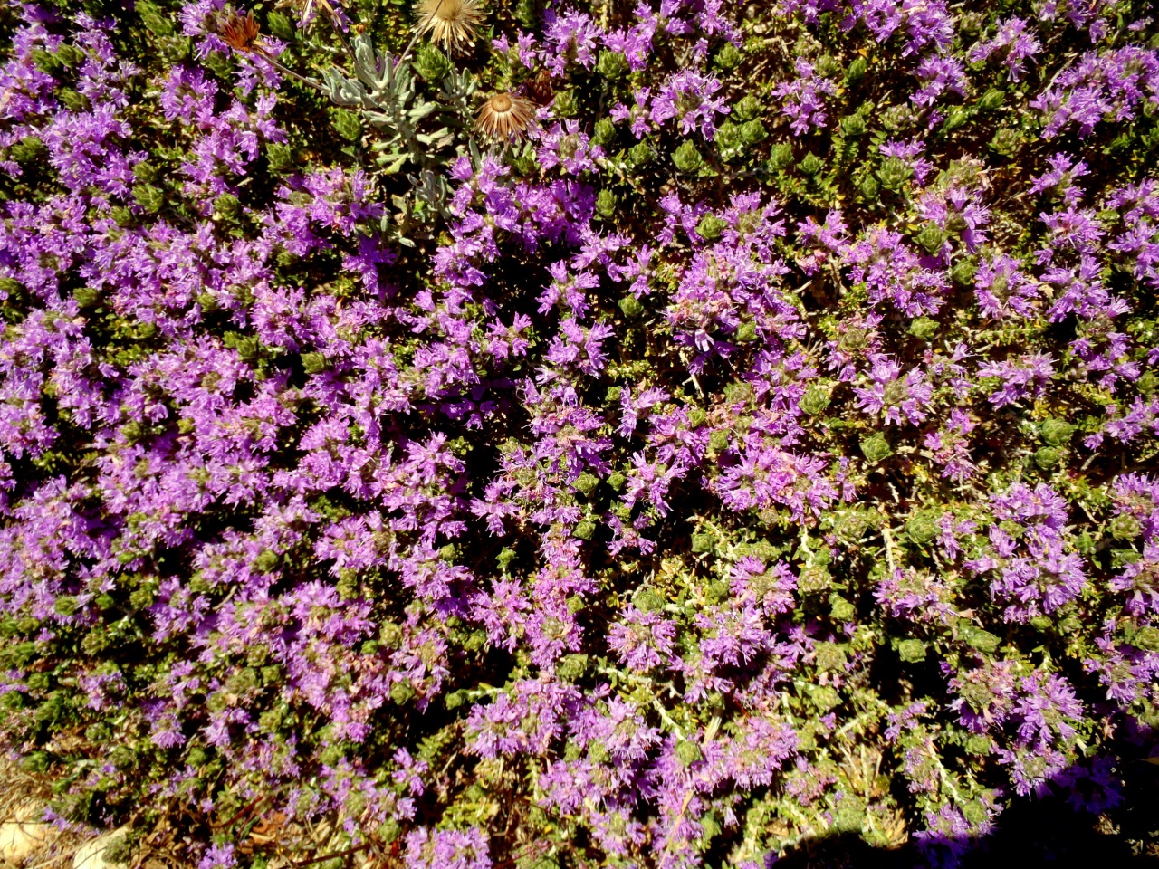 普维动物保健品有限公司, 动物饲料添加剂, 植物提取物, 植物生物素, 精油, PFA, 植物性饲料添加剂, 植物学, 植物性饲料添加剂, 新型促生长剂, 植物素, 替代抗生素促生长剂, 天然产品, 肠道健康, PlusVet Animal Health,