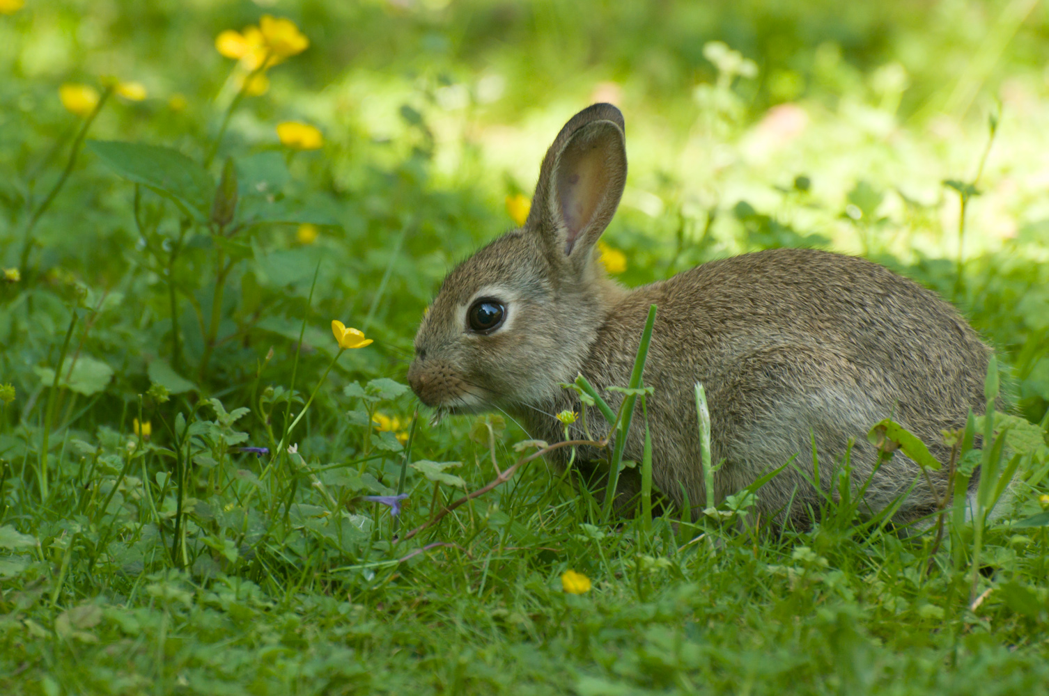 普维动物保健品有限公司, 动物饲料添加剂, 植物提取物, 植物生物素, 精油, PFA, 植物性饲料添加剂, 植物学, 植物性饲料添加剂, 新型促生长剂, 植物素, 替代抗生素促生长剂, 天然产品, 肠道健康, PlusVet Animal Health，养鸡，普维生，普乐壮，饲料添加剂，无抗养殖，植物提取物替代抗生素，家兔腹泻，