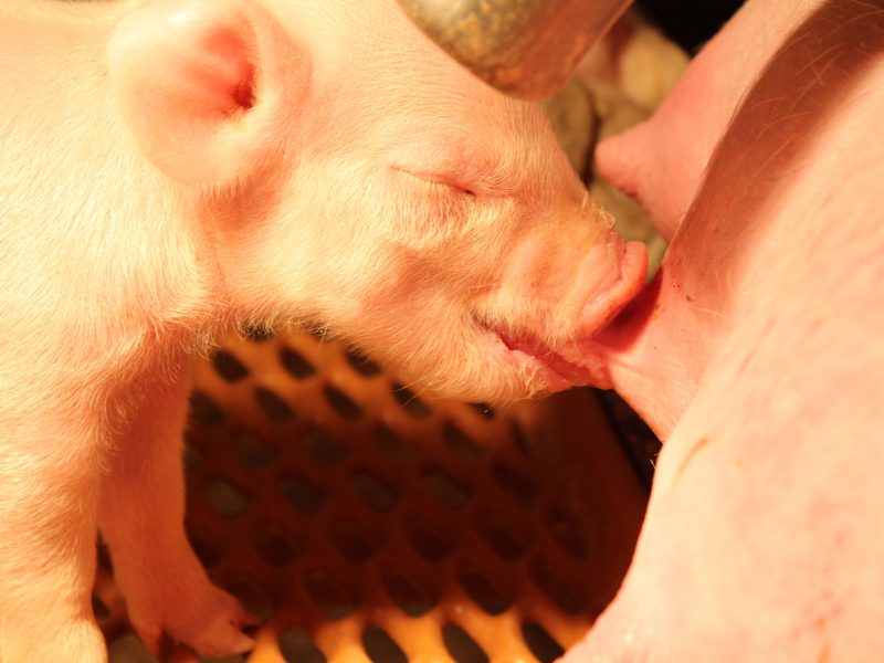 普维动物保健品有限公司, 动物饲料添加剂, 植物提取物, 植物生物素, 精油, PFA, 植物性饲料添加剂, 植物学, 植物性饲料添加剂, 新型促生长剂, 植物素, 替代抗生素促生长剂, 天然产品, 肠道健康, PlusVet Animal Health，养鸡，普维生，普乐壮，饲料添加剂，无抗养殖，植物提取物替代抗生素，仔猪腹泻，