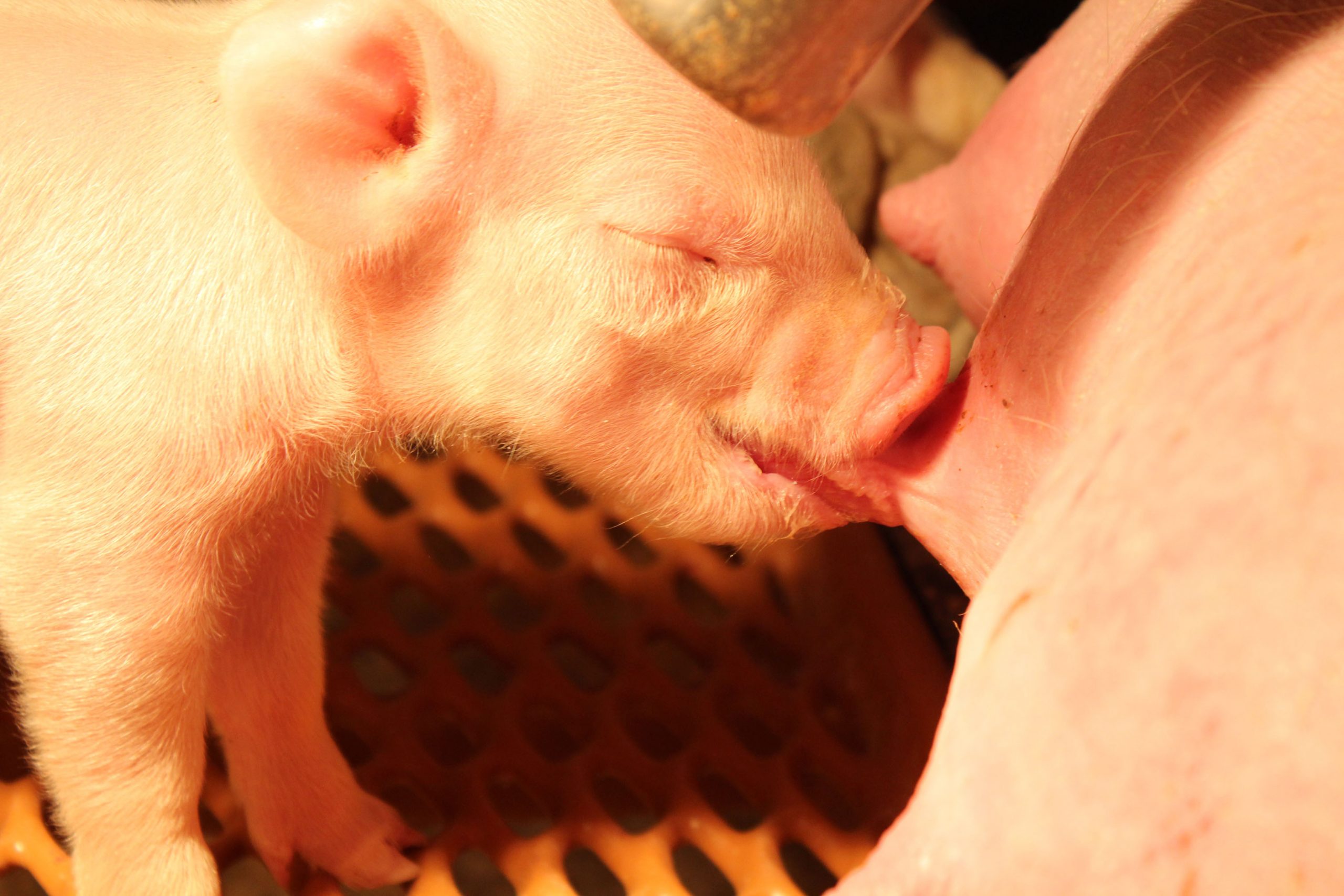 普维动物保健品有限公司, 动物饲料添加剂, 植物提取物, 植物生物素, 精油, PFA, 植物性饲料添加剂, 植物学, 植物性饲料添加剂, 新型促生长剂, 植物素, 替代抗生素促生长剂, 天然产品, 肠道健康, PlusVet Animal Health，养鸡，普维生，普乐壮，饲料添加剂，无抗养殖，植物提取物替代抗生素，仔猪腹泻，