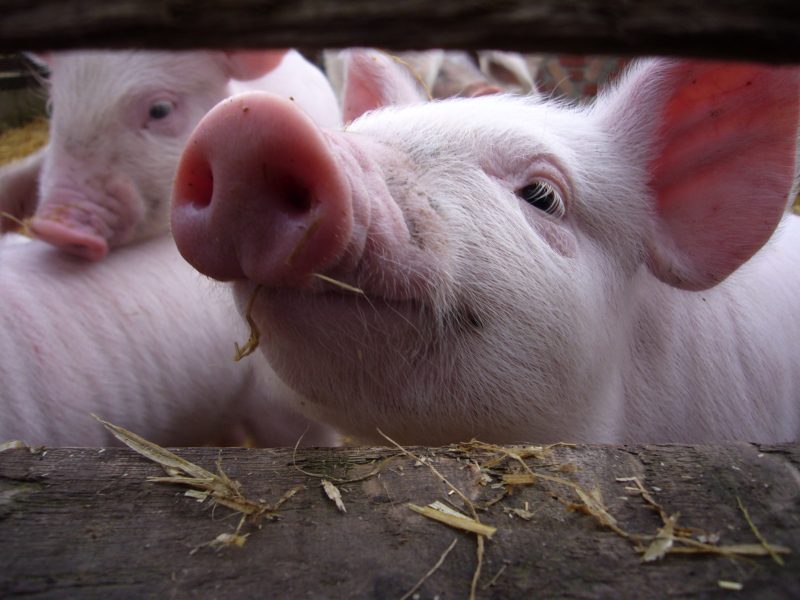 普维动物保健品有限公司, 动物饲料添加剂, 植物提取物, 植物生物素, 精油, PFA, 植物性饲料添加剂, 植物学, 植物性饲料添加剂, 新型促生长剂, 植物素, 替代抗生素促生长剂, 天然产品, 肠道健康, PlusVet Animal Health，养鸡，普维生，普乐壮，饲料添加剂，无抗养殖，植物提取物替代抗生素，普仔壮，