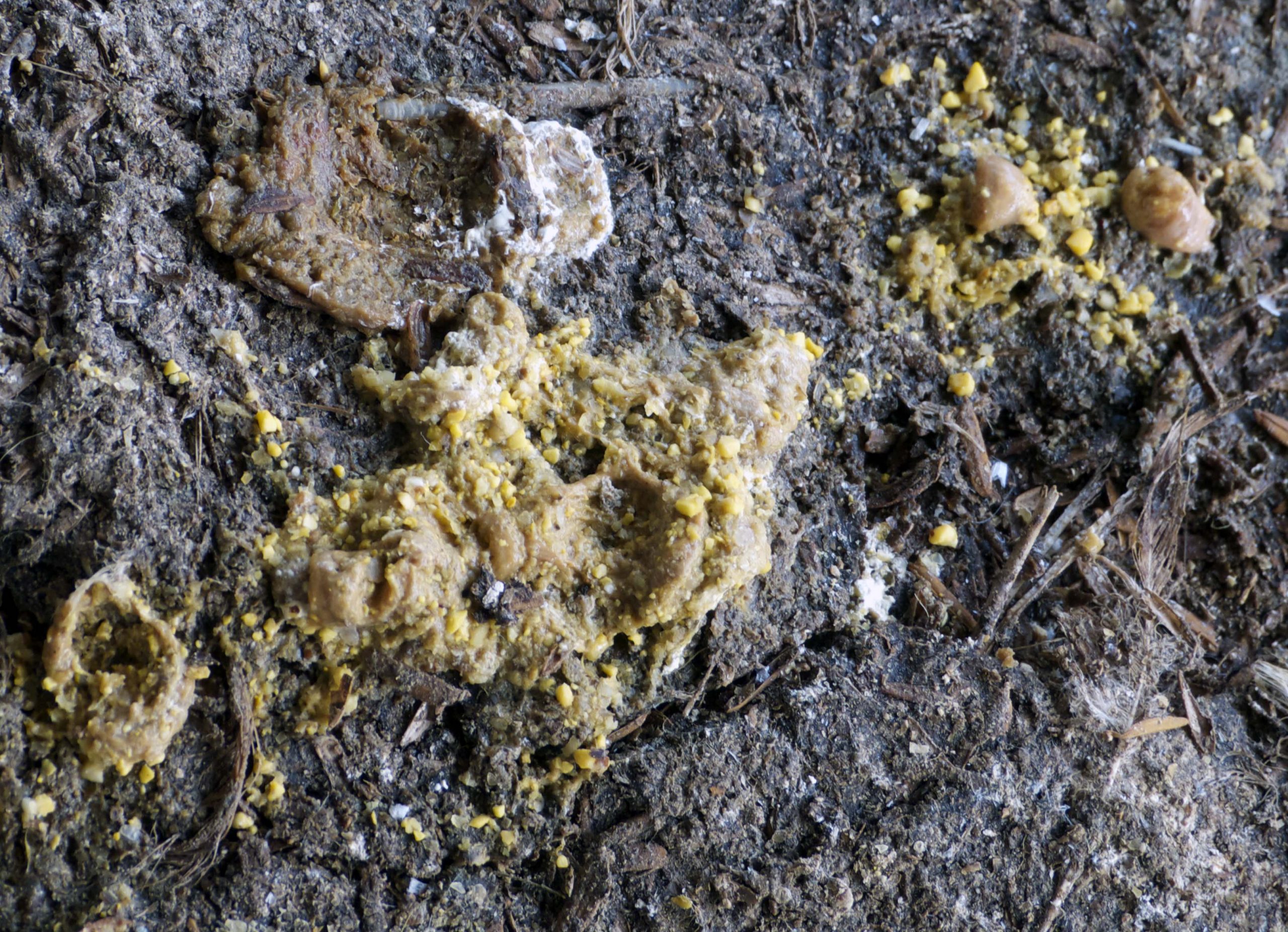 普维动物保健品有限公司, 动物饲料添加剂,饲料便，饲料 植物提取物, 植物生物素, 精油, PFA, 植物性饲料添加剂, 植物学, 植物性饲料添加剂, 新型促生长剂, 植物素, 替代抗生素促生长剂, 天然产品, 肠道健康, PlusVet Animal Health,植物提取物替代抗生素，替抗，替抗饲料