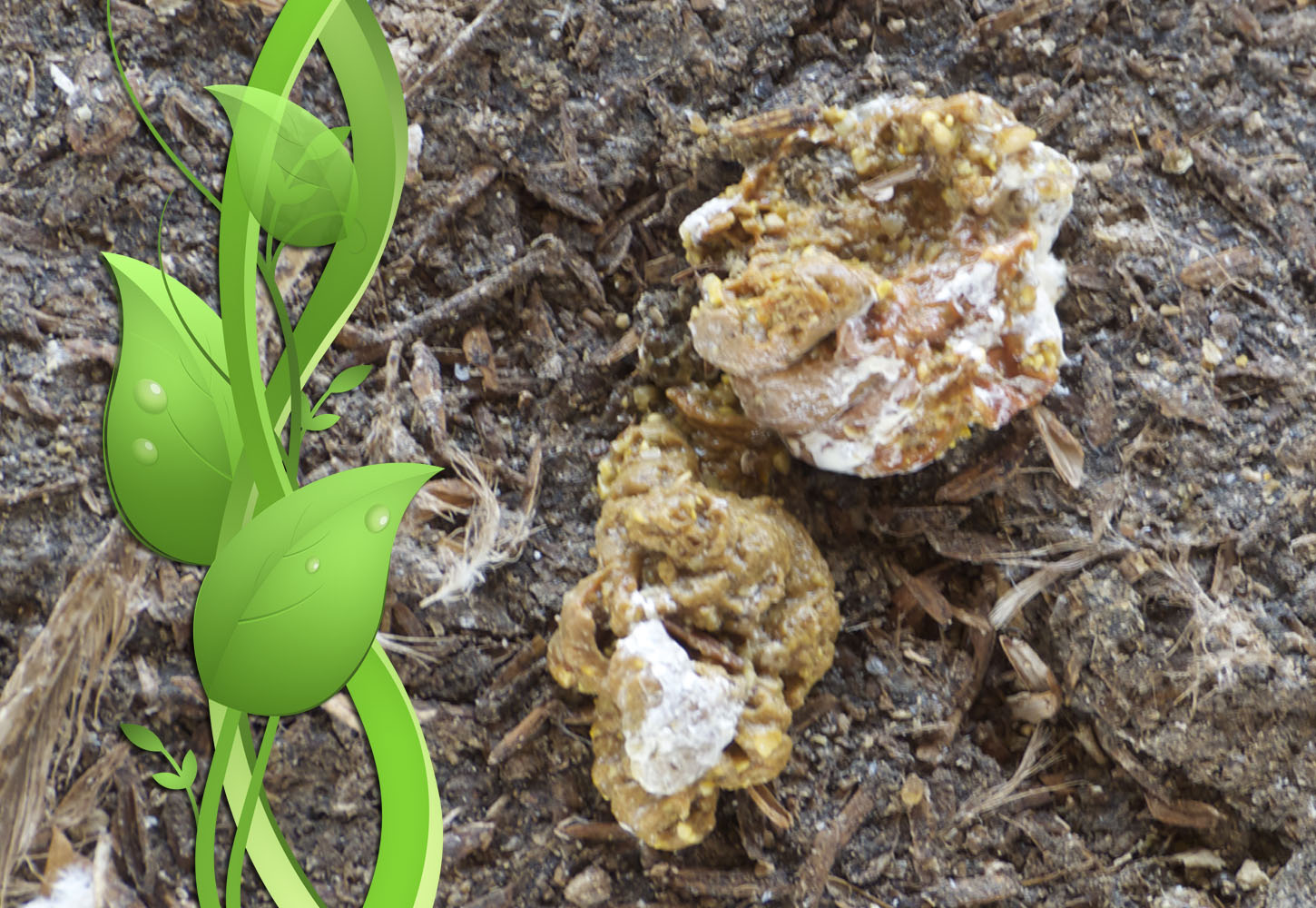 普维动物保健品有限公司, 动物饲料添加剂, 植物提取物, 植物生物素, 精油, PFA, 植物性饲料添加剂, 植物学, 植物性饲料添加剂, 新型促生长剂, 植物素, 替代抗生素促生长剂, 天然产品, 肠道健康, PlusVet Animal Health，抗生素促生长剂，植物提取物替代抗生素，过料，饲料便，普维生