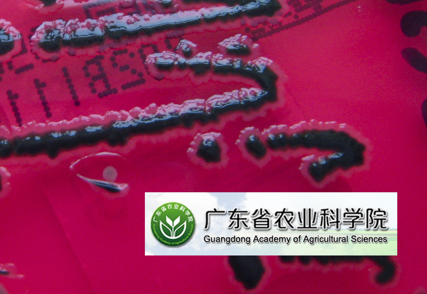 普维动物保健品有限公司, 动物饲料添加剂, 植物提取物, 植物生物素, 精油, PFA, 植物性饲料添加剂, 植物学, 植物性饲料添加剂, 新型促生长剂, 植物素, 替代抗生素促生长剂, 天然产品, 肠道健康, PlusVet Animal Health，抗生素促生长剂，植物提取物替代抗生素，