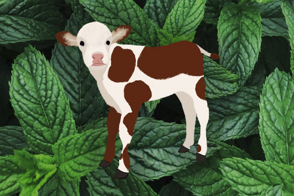 普维动物保健品有限公司, 动物饲料添加剂, 植物提取物, 植物生物素, 精油, PFA, 植物性饲料添加剂, 植物学, 植物性饲料添加剂, 新型促生长剂, 植物素, 替代抗生素促生长剂, 天然产品, 肠道健康, PlusVet Animal Health，养鸡，普维生，普乐壮，饲料添加剂，无抗养殖，植物提取物替代抗生素，普罗宁，呼吸系统健康