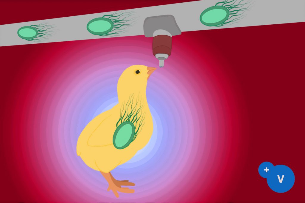 普维动物保健品有限公司, 动物饲料添加剂, 植物提取物, 植物生物素, 精油, PFA, 植物性饲料添加剂, 植物学, 植物性饲料添加剂, 新型促生长剂, 植物素, 替代抗生素促生长剂, 天然产品, 肠道健康, PlusVet Animal Health，养鸡，普维生，普乐壮，饲料添加剂，无抗养殖，植物提取物替代抗生素，大肠杆菌，芬乐酸，