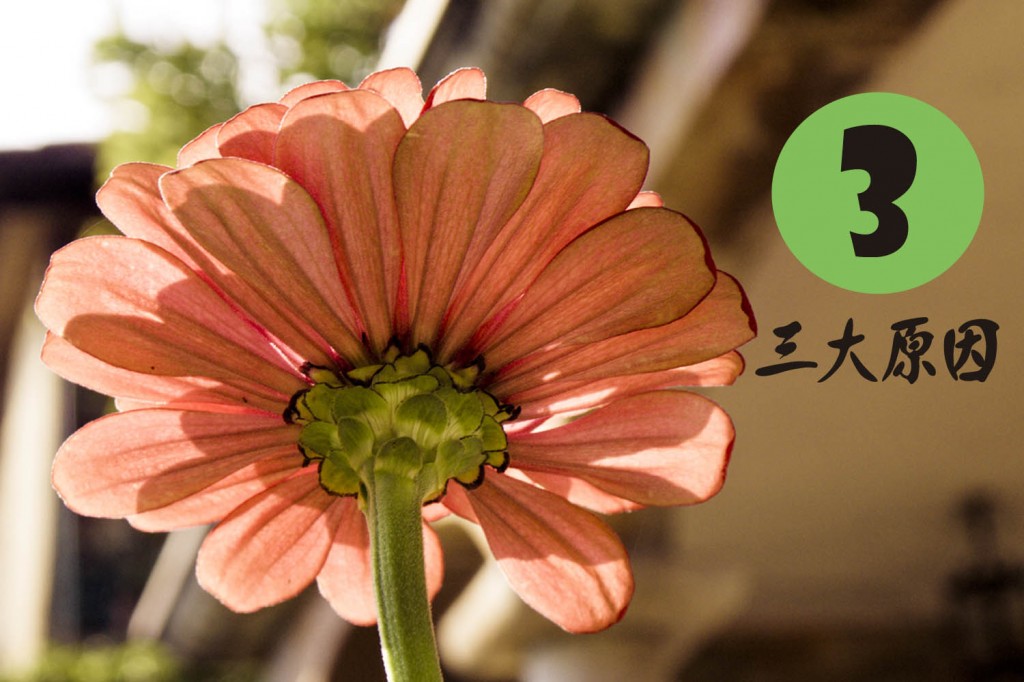 普维动物保健品有限公司, 动物饲料添加剂, 植物提取物, 植物生物素, 精油, PFA, 植物性饲料添加剂, 植物学, 植物性饲料添加剂, 新型促生长剂, 植物素, 替代抗生素促生长剂, 天然产品, 肠道健康, PlusVet Animal Health，植物活性成分