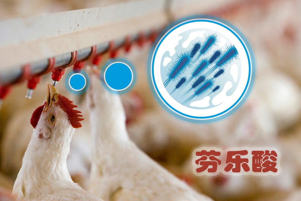 普维动物保健品有限公司, 动物饲料添加剂, 植物提取物, 植物生物素, 精油, PFA, 植物性饲料添加剂, 植物学, 植物性饲料添加剂, 新型促生长剂, 植物素, 替代抗生素促生长剂, 天然产品, 肠道健康, PlusVet Animal Health，养鸡，普维生，普乐壮，饲料添加剂，无抗养殖，植物提取物替代抗生素，芬乐酸