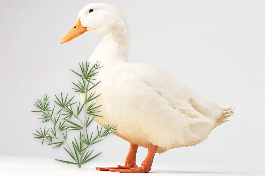 普维动物保健品有限公司, 动物饲料添加剂, 植物提取物, 植物生物素, 精油, PFA, 植物性饲料添加剂, 植物学, 植物性饲料添加剂, 新型促生长剂, 植物素, 替代抗生素促生长剂, 天然产品, 肠道健康, PlusVet Animal Health，养鸡，普维生，普乐壮，饲料添加剂，无抗养殖，植物提取物替代抗生素，普维泰