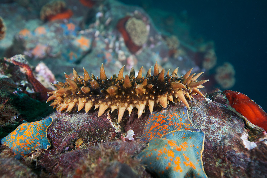 普维动物保健品有限公司, 动物饲料添加剂, 植物提取物, 植物生物素, 精油, PFA, 植物性饲料添加剂, 植物学, 植物性饲料添加剂, 新型促生长剂, 植物素, 替代抗生素促生长剂, 天然产品, 肠道健康, PlusVet Animal Health，抗生素促生长剂，植物提取物替代抗生素，虾，海参