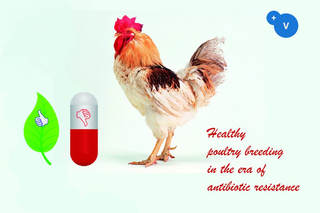 普维动物保健品有限公司, 动物饲料添加剂, 植物提取物, 植物生物素, 精油, PFA, 植物性饲料添加剂, 植物学, 植物性饲料添加剂, 新型促生长剂, 植物素, 替代抗生素促生长剂, 天然产品, 肠道健康, PlusVet Animal Health，养鸡，普维生，普乐壮，饲料添加剂，无抗养殖，植物提取物替代抗生素，