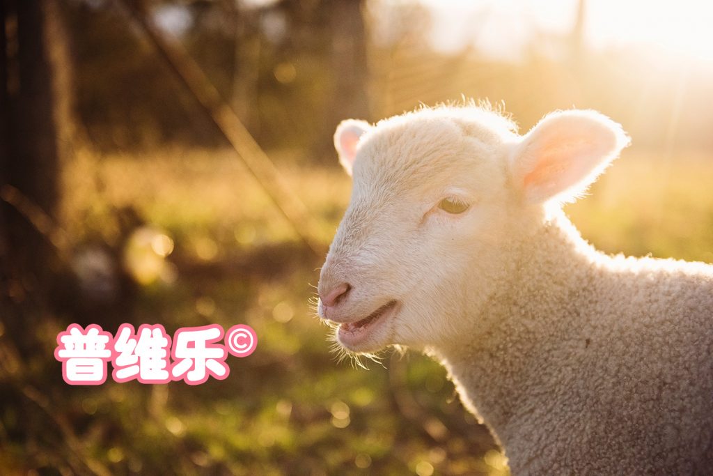 普维动物保健品有限公司, 动物饲料添加剂, 植物提取物, 植物生物素, 精油, PFA, 植物性饲料添加剂, 植物学, 植物性饲料添加剂, 新型促生长剂, 植物素, 替代抗生素促生长剂, 天然产品, 肠道健康, PlusVet Animal Health，养鸡，普维生，普乐壮，饲料添加剂，无抗养殖，植物提取物替代抗生素，普维乐，