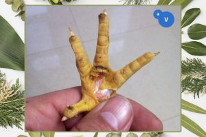 普维动物保健品有限公司, 动物饲料添加剂, 植物提取物, 植物生物素, 精油, PFA, 植物性饲料添加剂, 植物学, 植物性饲料添加剂, 新型促生长剂, 植物素, 替代抗生素促生长剂, 天然产品, 肠道健康, PlusVet Animal Health，养鸡，普维生，普乐壮，饲料添加剂，无抗养殖，植物提取物替代抗生素，