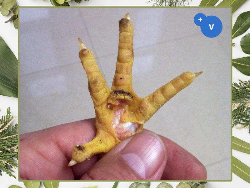 普维动物保健品有限公司, 动物饲料添加剂, 植物提取物, 植物生物素, 精油, PFA, 植物性饲料添加剂, 植物学, 植物性饲料添加剂, 新型促生长剂, 植物素, 替代抗生素促生长剂, 天然产品, 肠道健康, PlusVet Animal Health，养鸡，普维生，普乐壮，饲料添加剂，无抗养殖，植物提取物替代抗生素，