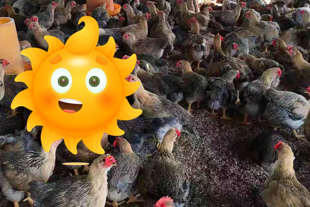 普维动物保健品有限公司, 动物饲料添加剂, 植物提取物, 植物生物素, 精油, PFA, 植物性饲料添加剂, 植物学, 植物性饲料添加剂, 新型促生长剂, 植物素, 替代抗生素促生长剂, 天然产品, 肠道健康, PlusVet Animal Health，养鸡，普维生，普乐壮，饲料添加剂，无抗养殖，植物提取物替代抗生素，热应激，普罗宁