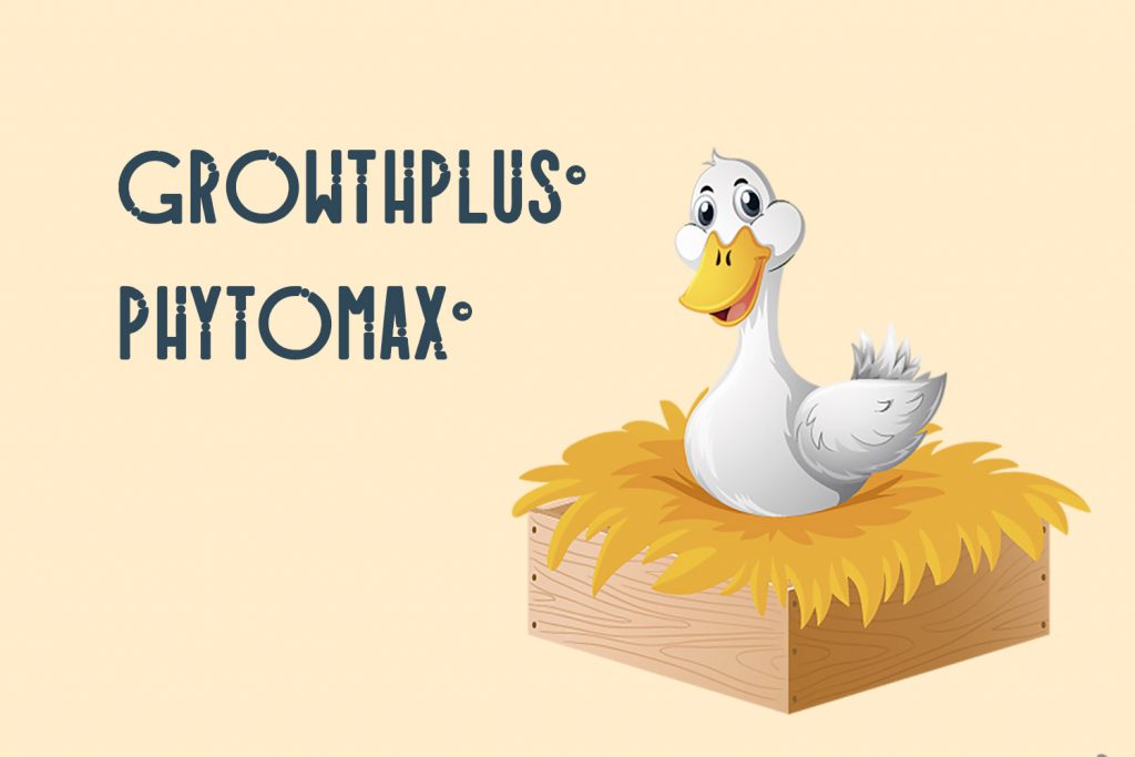 普维动物保健品有限公司, 动物饲料添加剂, 植物提取物, 植物生物素, 精油, PFA, 植物性饲料添加剂, 植物学, 植物性饲料添加剂, 新型促生长剂, 植物素, 替代抗生素促生长剂, 天然产品, 肠道健康, PlusVet Animal Health，养鸡，普维生，普乐壮，饲料添加剂，无抗养殖，植物提取物替代抗生素，芬乐多，