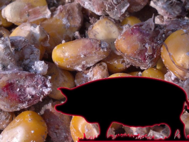 普维动物保健品有限公司, 动物饲料添加剂, 植物提取物, 植物生物素, 精油, PFA, 植物性饲料添加剂, 植物学, 植物性饲料添加剂, 新型促生长剂, 植物素, 替代抗生素促生长剂, 天然产品, 肠道健康, PlusVet Animal Health，养鸡，普维生，普乐壮，饲料添加剂，无抗养殖，植物提取物替代抗生素，