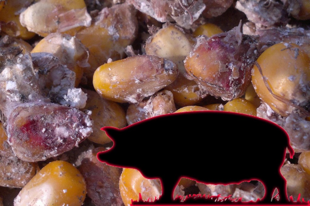 普维动物保健品有限公司, 动物饲料添加剂, 植物提取物, 植物生物素, 精油, PFA, 植物性饲料添加剂, 植物学, 植物性饲料添加剂, 新型促生长剂, 植物素, 替代抗生素促生长剂, 天然产品, 肠道健康, PlusVet Animal Health，养鸡，普维生，普乐壮，饲料添加剂，无抗养殖，植物提取物替代抗生素，