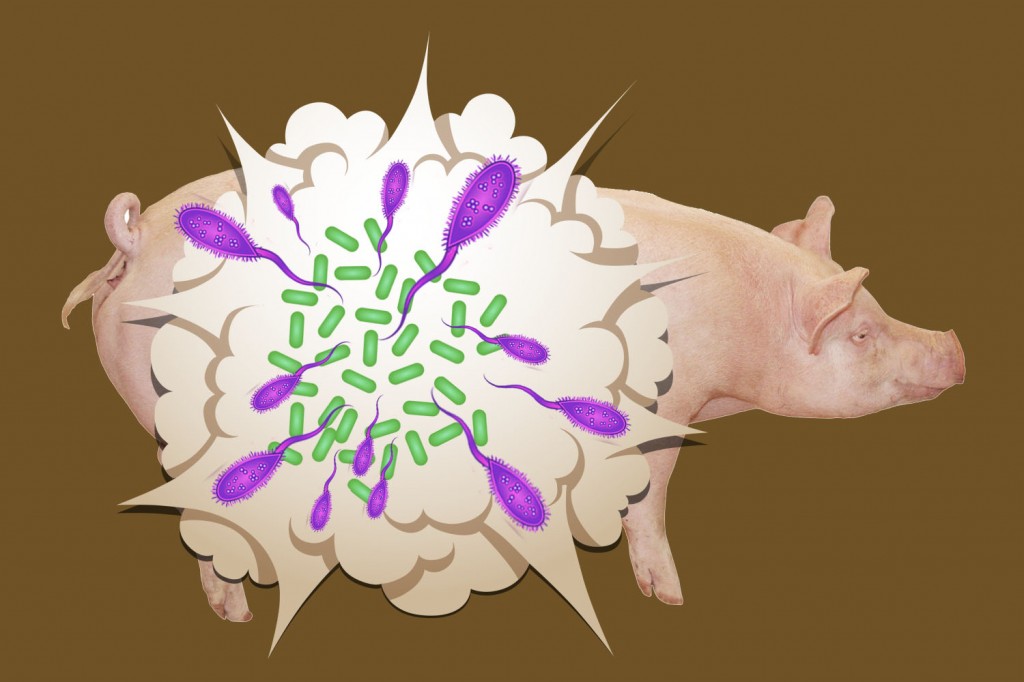 普维动物保健品有限公司, 动物饲料添加剂, 植物提取物, 植物生物素, 精油, PFA, 植物性饲料添加剂, 植物学, 植物性饲料添加剂, 新型促生长剂, 植物素, 替代抗生素促生长剂, 天然产品, 肠道健康, PlusVet Animal Health，养鸡，普维生，普乐壮，饲料添加剂，无抗养殖，植物提取物替代抗生素，普育多，普霉克