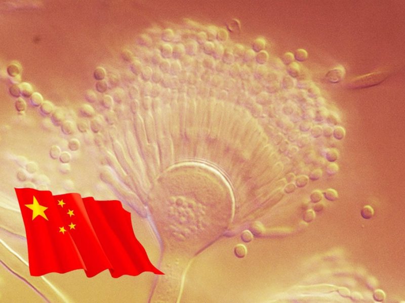 普维动物保健品有限公司, 动物饲料添加剂, 植物提取物, 植物生物素, 精油, PFA, 植物性饲料添加剂, 植物学, 植物性饲料添加剂, 新型促生长剂, 植物素, 替代抗生素促生长剂, 天然产品, 肠道健康, PlusVet Animal Health，养鸡，普维生，普乐壮，饲料添加剂，无抗养殖，植物提取物替代抗生素，