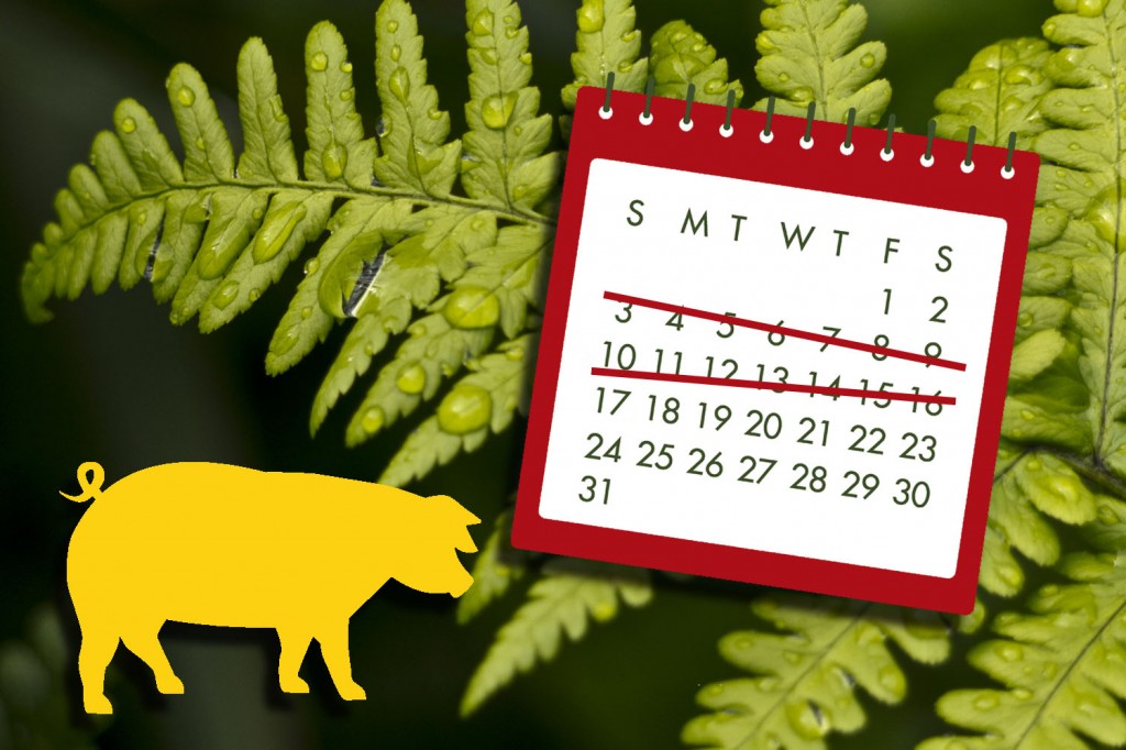 普维动物保健品有限公司, 动物饲料添加剂, 植物提取物, 植物生物素, 精油, PFA, 植物性饲料添加剂, 植物学, 植物性饲料添加剂, 新型促生长剂, 植物素, 替代抗生素促生长剂, 天然产品, 肠道健康, PlusVet Animal Health，养鸡，普维生，普乐壮，饲料添加剂，无抗养殖，植物提取物替代抗生素，