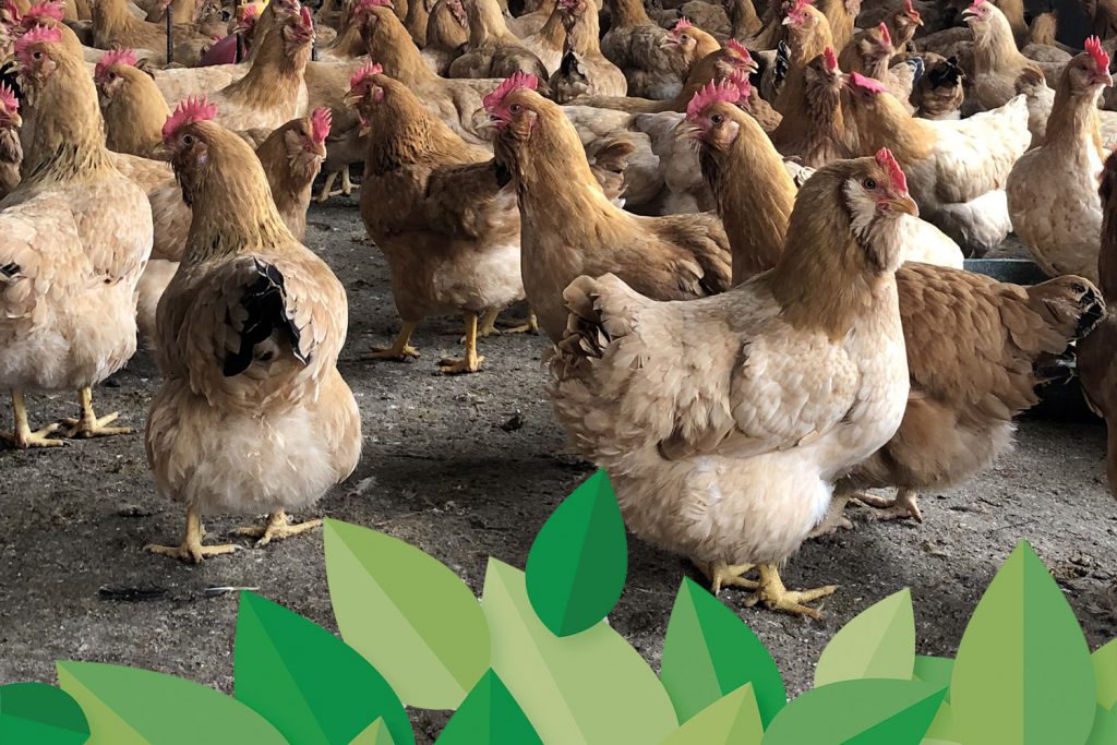 普维动物保健品有限公司, 动物饲料添加剂, 植物提取物, 植物生物素, 精油, PFA, 植物性饲料添加剂, 植物学, 植物性饲料添加剂, 新型促生长剂, 植物素, 替代抗生素促生长剂, 天然产品, 肠道健康, PlusVet Animal Health，养鸡，普维生，普乐壮，饲料添加剂，无抗养殖，植物提取物替代抗生素，