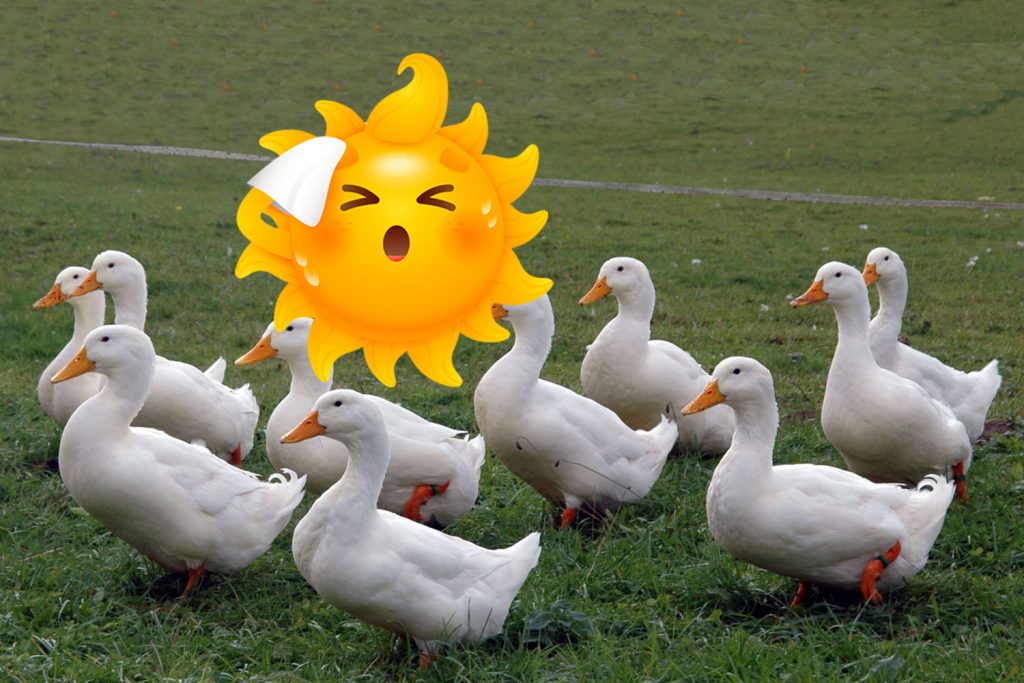 普维动物保健品有限公司, 动物饲料添加剂, 植物提取物, 植物生物素, 精油, PFA, 植物性饲料添加剂, 植物学, 植物性饲料添加剂, 新型促生长剂, 植物素, 替代抗生素促生长剂, 天然产品, 肠道健康, PlusVet Animal Health，养鸡，普维生，普乐壮，饲料添加剂，无抗养殖，植物提取物替代抗生素，普罗宁，