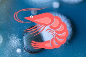 普维动物保健品有限公司, 动物饲料添加剂, 植物提取物, 植物生物素, 精油, PFA, 植物性饲料添加剂, 植物学, 植物性饲料添加剂, 新型促生长剂, 植物素, 替代抗生素促生长剂, 天然产品, 肠道健康, PlusVet Animal Health，养鸡，普维生，普乐壮，饲料添加剂，无抗养殖，植物提取物替代抗生素，