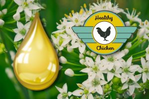 普维动物保健品有限公司, 动物饲料添加剂, 植物提取物, 植物生物素, 精油, PFA, 植物性饲料添加剂, 植物学, 植物性饲料添加剂, 新型促生长剂, 植物素, 替代抗生素促生长剂, 天然产品, 肠道健康, PlusVet Animal Health，养鸡，普维生，普乐壮，饲料添加剂，无抗养殖，植物提取物替代抗生素，