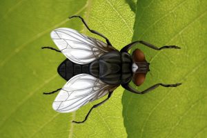 普维动物保健品有限公司, 动物饲料添加剂, 植物提取物, 植物生物素, 精油, PFA, 植物性饲料添加剂, 植物学, 植物性饲料添加剂, 新型促生长剂, 植物素, 替代抗生素促生长剂, 天然产品, 肠道健康, PlusVet Animal Health，养鸡，普维生，普乐壮，饲料添加剂，无抗养殖，植物提取物替代抗生素，