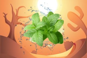 普维动物保健品有限公司, 动物饲料添加剂, 植物提取物, 植物生物素, 精油, PFA, 植物性饲料添加剂, 植物学, 植物性饲料添加剂, 新型促生长剂, 植物素, 替代抗生素促生长剂, 天然产品, 肠道健康, PlusVet Animal Health，养鸡，普维生，普乐壮，饲料添加剂，无抗养殖，植物提取物替代抗生素，热应激