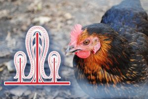 普维动物保健品有限公司, 动物饲料添加剂, 植物提取物, 植物生物素, 精油, PFA, 植物性饲料添加剂, 植物学, 植物性饲料添加剂, 新型促生长剂, 植物素, 替代抗生素促生长剂, 天然产品, 肠道健康, PlusVet Animal Health，养鸡，普维生，普乐壮，饲料添加剂，无抗养殖，植物提取物替代抗生素