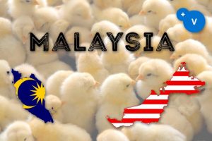 普维动物保健品有限公司, 动物饲料添加剂, 植物提取物, 植物生物素, 精油, PFA, 植物性饲料添加剂, 植物学, 植物性饲料添加剂, 新型促生长剂, 植物素, 替代抗生素促生长剂, 天然产品, 肠道健康, PlusVet Animal Health，养鸡，普维生，普乐壮，饲料添加剂，无抗养殖，植物提取物替代抗生素，