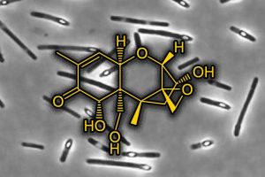 普维动物保健品有限公司, 动物饲料添加剂, 植物提取物, 植物生物素, 精油, PFA, 植物性饲料添加剂, 植物学, 植物性饲料添加剂, 新型促生长剂, 植物素, 替代抗生素促生长剂, 天然产品, 肠道健康, PlusVet Animal Health，养鸡，普维生，普乐壮，饲料添加剂，无抗养殖，植物提取物替代抗生素，霉菌毒素