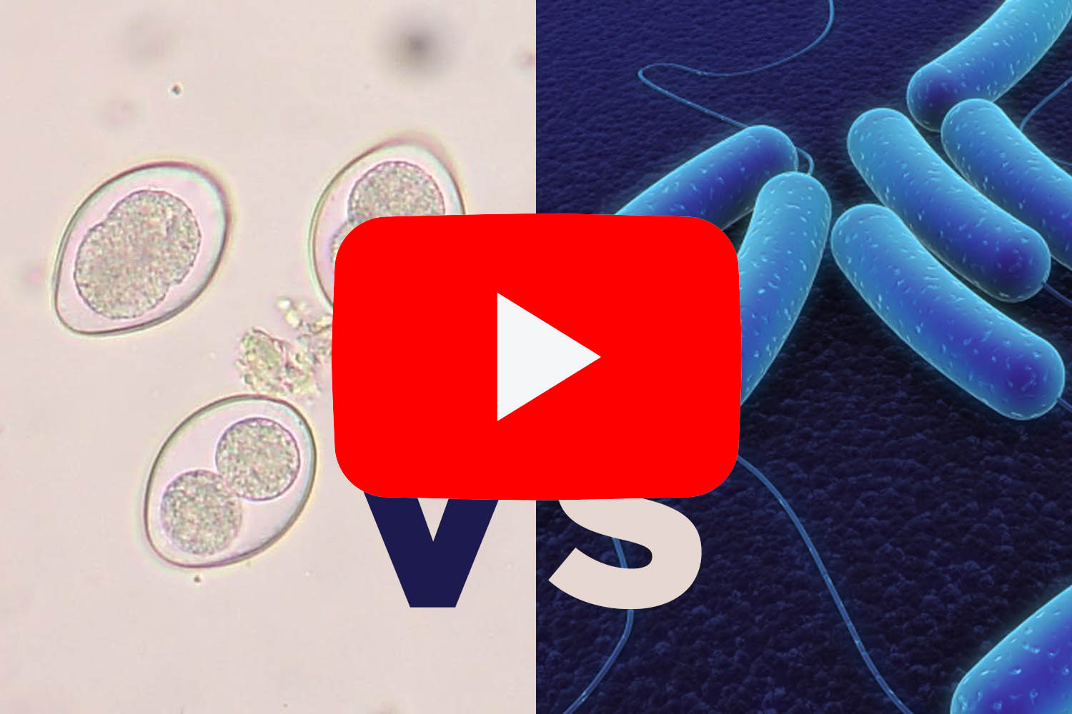 PlusVet Animal Health, 青岛普维动物保健品有限公司, 普维动物, 动物饲料添加剂，真菌毒素粘合剂，真菌毒素，植物提取物，植物生物学，植物药，植物生长饲料添加剂，新生长促进剂，植物化学物质，生长促进抗生素替代品，天然产物