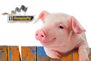 普维动物保健品有限公司, 动物饲料添加剂, 植物提取物, 植物生物素, 精油, PFA, 植物性饲料添加剂, 植物学, 植物性饲料添加剂, 新型促生长剂, 植物素, 替代抗生素促生长剂, 天然产品, 肠道健康, PlusVet Animal Health，养鸡，普维生，普乐壮，饲料添加剂，无抗养殖，植物提取物替代抗生素，