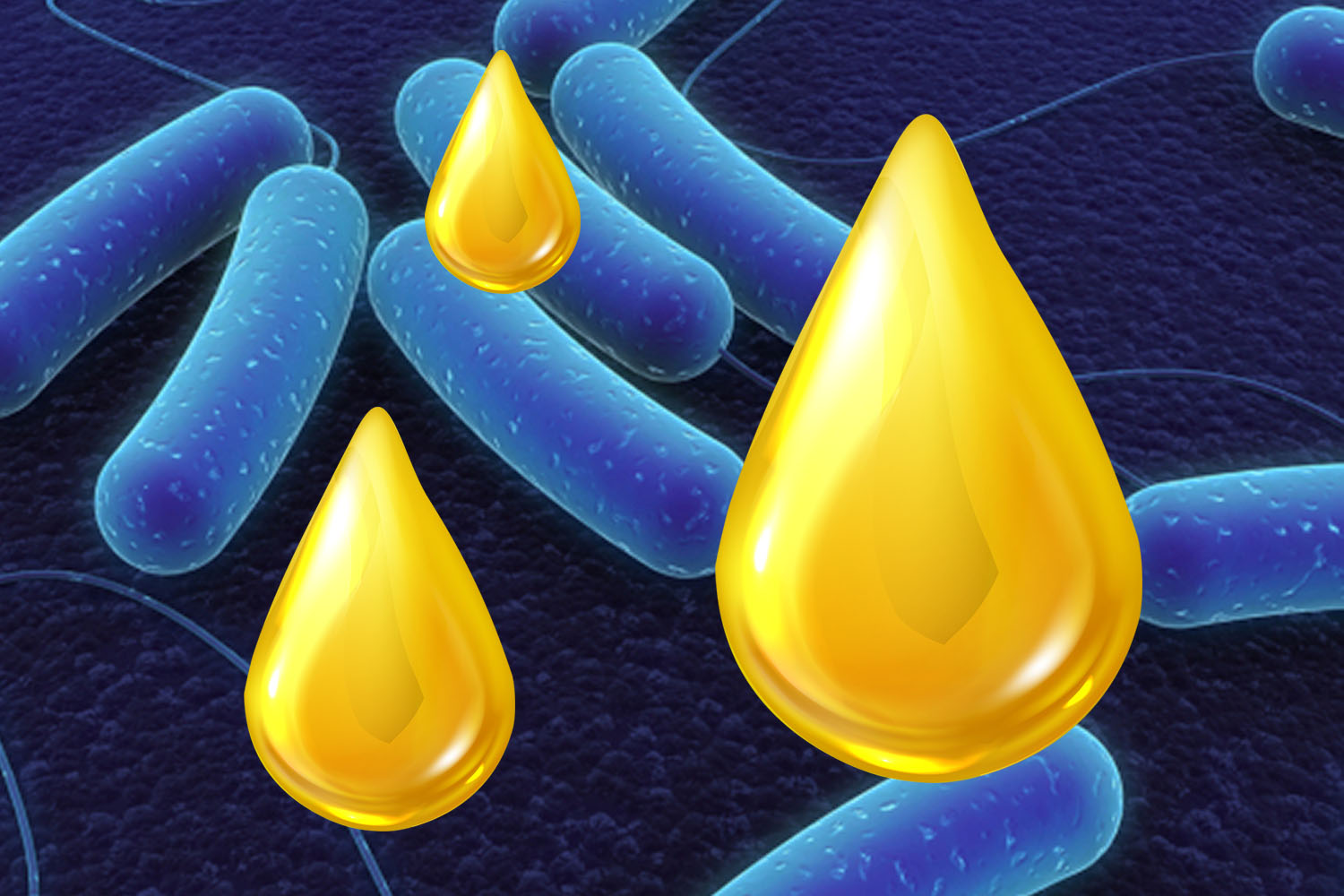 劣质脂肪会让您的家禽有坏死性肠炎的危险！