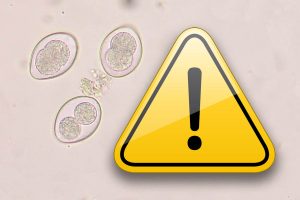 PlusVet Animal Health, 青岛普维动物保健品有限公司, 普维动物, 动物饲料添加剂，真菌毒素粘合剂，真菌毒素，植物提取物，植物生物学，植物药，植物生长饲料添加剂，新生长促进剂，植物化学物质，生长促进抗生素替代品，天然产物