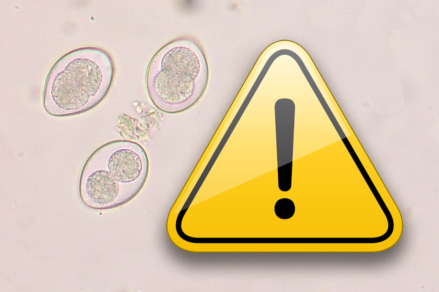 PlusVet Animal Health, 青岛普维动物保健品有限公司, 普维动物, 动物饲料添加剂，真菌毒素粘合剂，真菌毒素，植物提取物，植物生物学，植物药，植物生长饲料添加剂，新生长促进剂，植物化学物质，生长促进抗生素替代品，天然产物