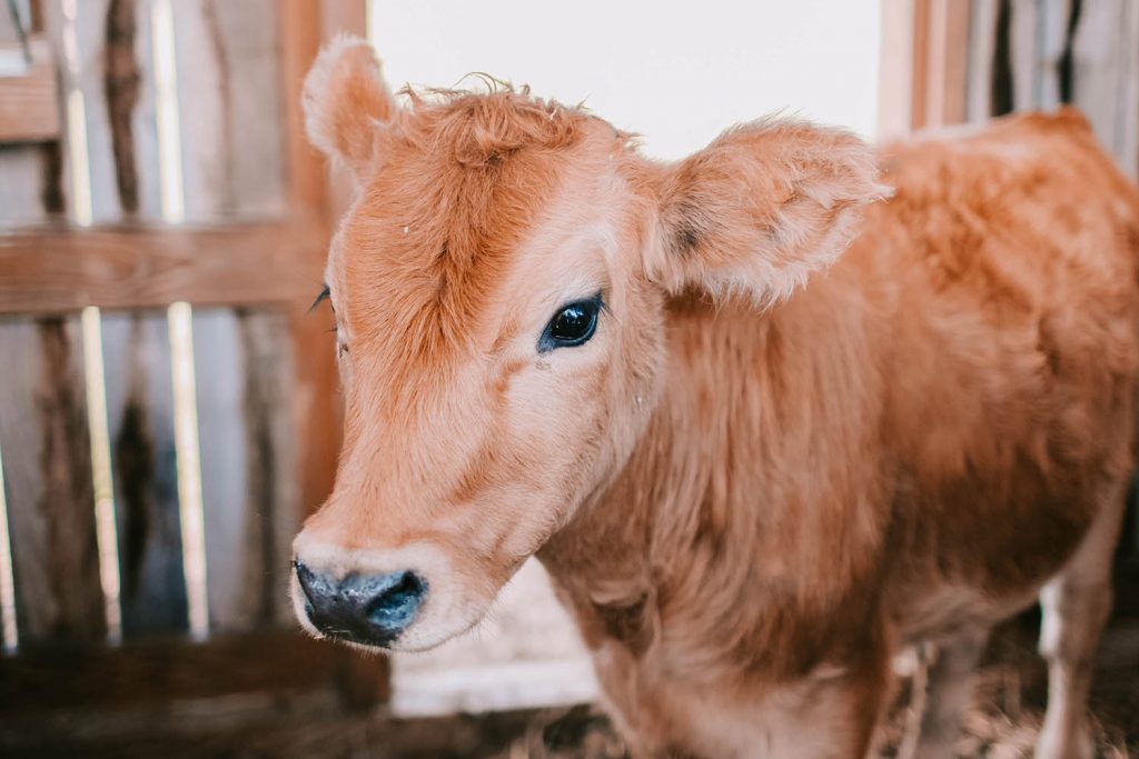 普维动物保健品有限公司, 动物饲料添加剂, 植物提取物, 植物生物素, 精油, PFA, 植物性饲料添加剂, 植物学, 植物性饲料添加剂, 新型促生长剂, 植物素, 替代抗生素促生长剂, 天然产品, 肠道健康, PlusVet Animal Health，养鸡，普维生，普乐壮，饲料添加剂，无抗养殖，植物提取物替代抗生素，