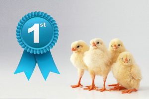 普维动物保健品有限公司, 动物饲料添加剂, 植物提取物, 植物生物素, 精油, PFA, 植物性饲料添加剂, 植物学, 植物性饲料添加剂, 新型促生长剂, 植物素, 替代抗生素促生长剂, 天然产品, 肠道健康, PlusVet Animal Health，养鸡，普维生，普乐壮，饲料添加剂，无抗养殖，植物提取物替代抗生素，