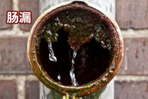 普维动物保健品有限公司, 动物饲料添加剂, 植物提取物, 植物生物素, 精油, PFA, 植物性饲料添加剂, 植物学, 植物性饲料添加剂, 新型促生长剂, 植物素, 替代抗生素促生长剂, 天然产品, 肠道健康, PlusVet Animal Health，养鸡，普维生，普乐壮，饲料添加剂，无抗养殖，植物提取物替代抗生素，肠漏