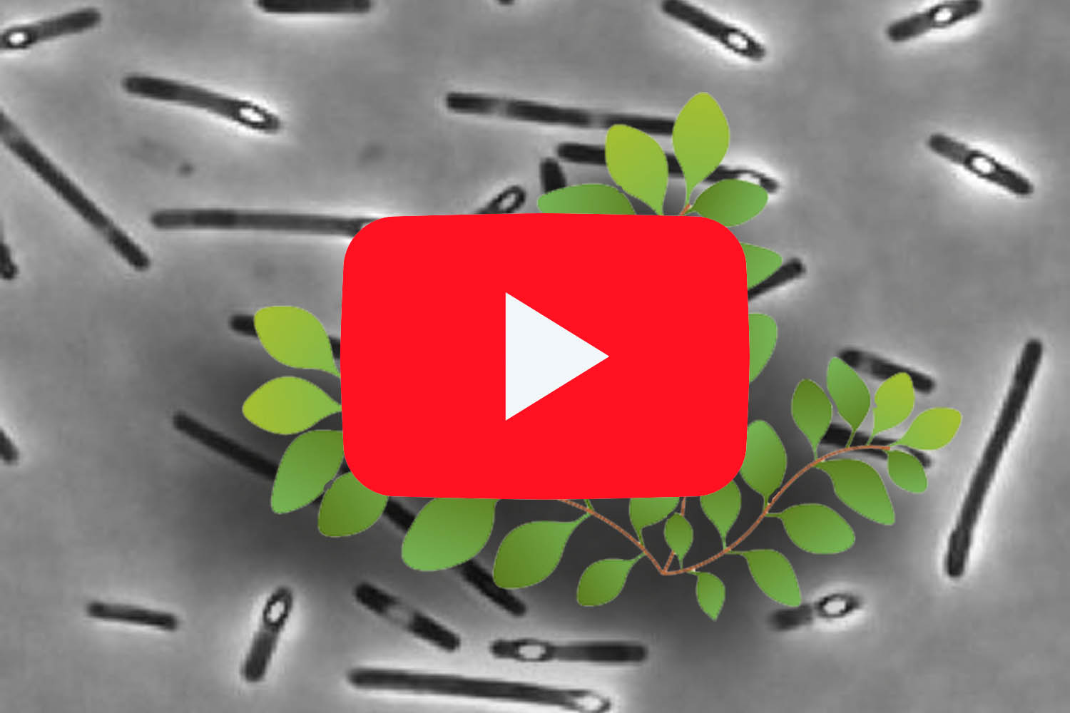 PlusVet Animal Health, 青岛普维动物保健品有限公司, 普维动物, 动物饲料添加剂，真菌毒素粘合剂，真菌毒素，植物提取物，植物生物学，植物药，植物生长饲料添加剂，新生长促进剂，植物化学物质，生长促进抗生素替代品，天然产物