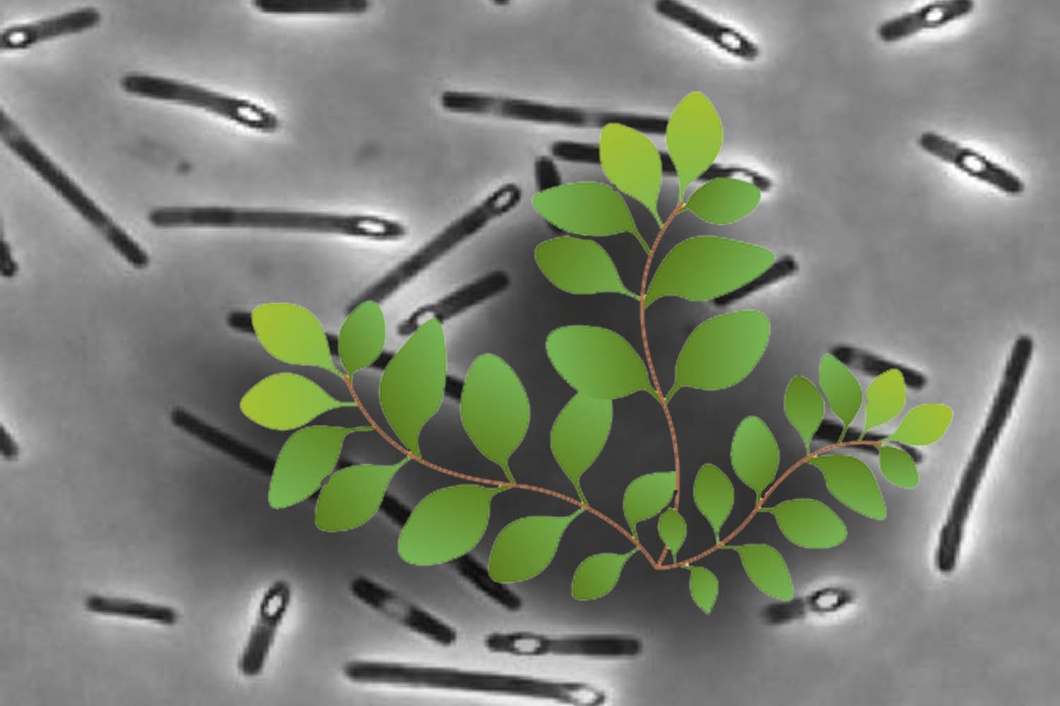 PlusVet Animal Health, 青岛普维动物保健品有限公司, 普维动物, 动物饲料添加剂，真菌毒素粘合剂，真菌毒素，植物提取物，植物生物学，植物药，植物生长饲料添加剂，新生长促进剂，植物化学物质，生长促进抗生素替代品，天然产物