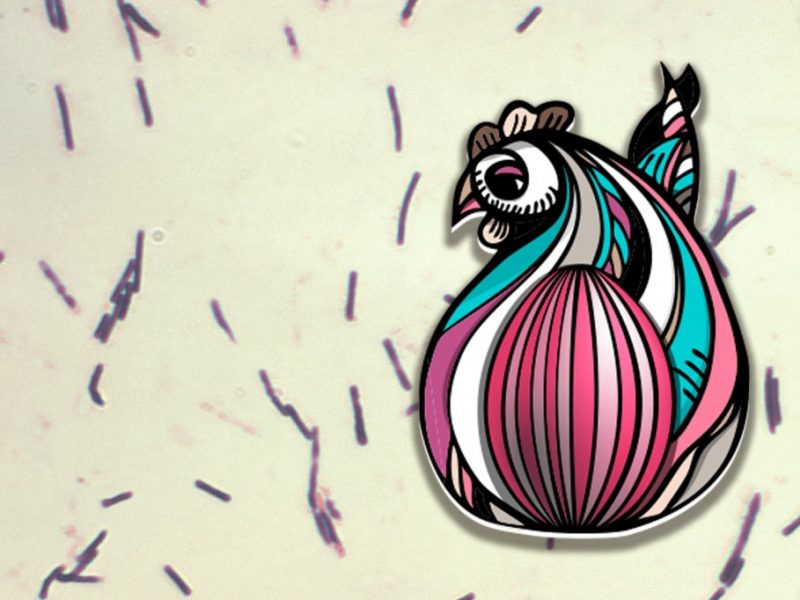 普维动物保健品有限公司, 动物饲料添加剂, 植物提取物, 植物生物素, 精油, PFA, 植物性饲料添加剂, 植物学, 植物性饲料添加剂, 新型促生长剂, 植物素, 替代抗生素促生长剂, 天然产品, 肠道健康, PlusVet Animal Health，养鸡，普维生，普乐壮，饲料添加剂，无抗养殖，植物提取物替代抗生素，