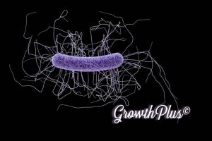 普维动物保健品有限公司, 动物饲料添加剂, 植物提取物, 植物生物素, 精油, PFA, 植物性饲料添加剂, 植物学, 植物性饲料添加剂, 新型促生长剂, 植物素, 替代抗生素促生长剂, 天然产品, 肠道健康, PlusVet Animal Health，养鸡，普维生，普乐壮，饲料添加剂，无抗养殖，植物提取物替代抗生素，