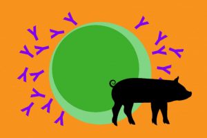 普维动物保健品有限公司, 动物饲料添加剂, 植物提取物, 植物生物素, 精油, PFA, 植物性饲料添加剂, 植物学, 植物性饲料添加剂, 新型促生长剂, 植物素, 替代抗生素促生长剂, 天然产品, 肠道健康, PlusVet Animal Health，养鸡，普维生，普乐壮，饲料添加剂，无抗养殖，植物提取物替代抗生素，